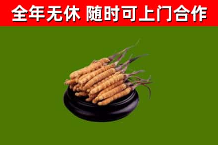 五家渠市回收冬虫夏草